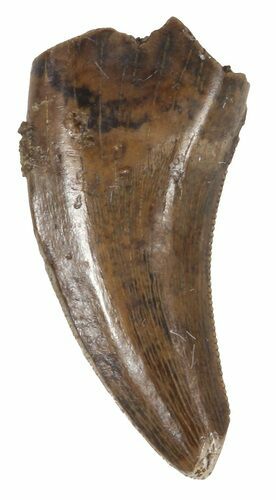 Small Theropod Tooth (Raptor) - Montana #52677